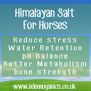 Himalayan Salt Lick for Horses